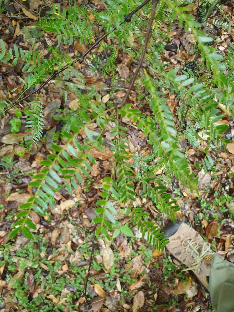 Arcoa gonavensis photo 6