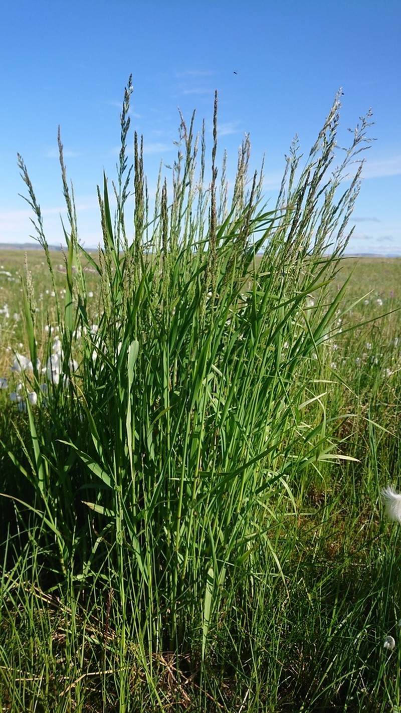 Arctagrostis arundinacea