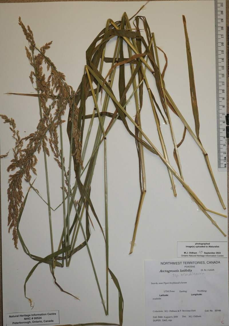 Arctagrostis arundinacea photo 2