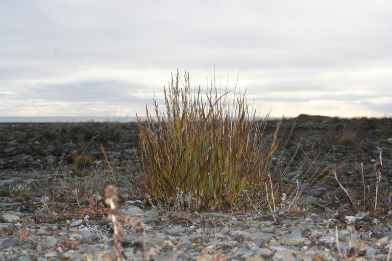 Arctagrostis arundinacea photo 3