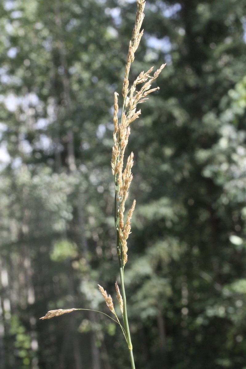 Arctagrostis arundinacea photo 4