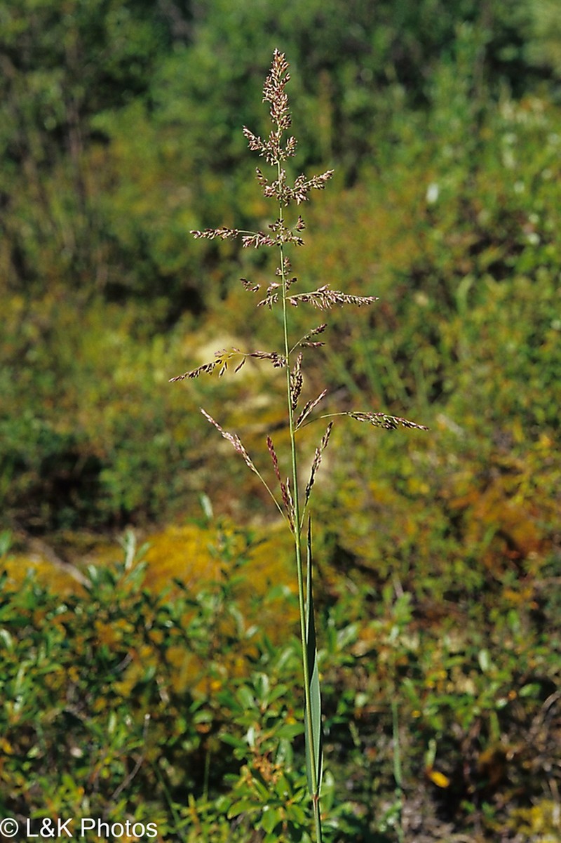 Arctagrostis arundinacea photo 5