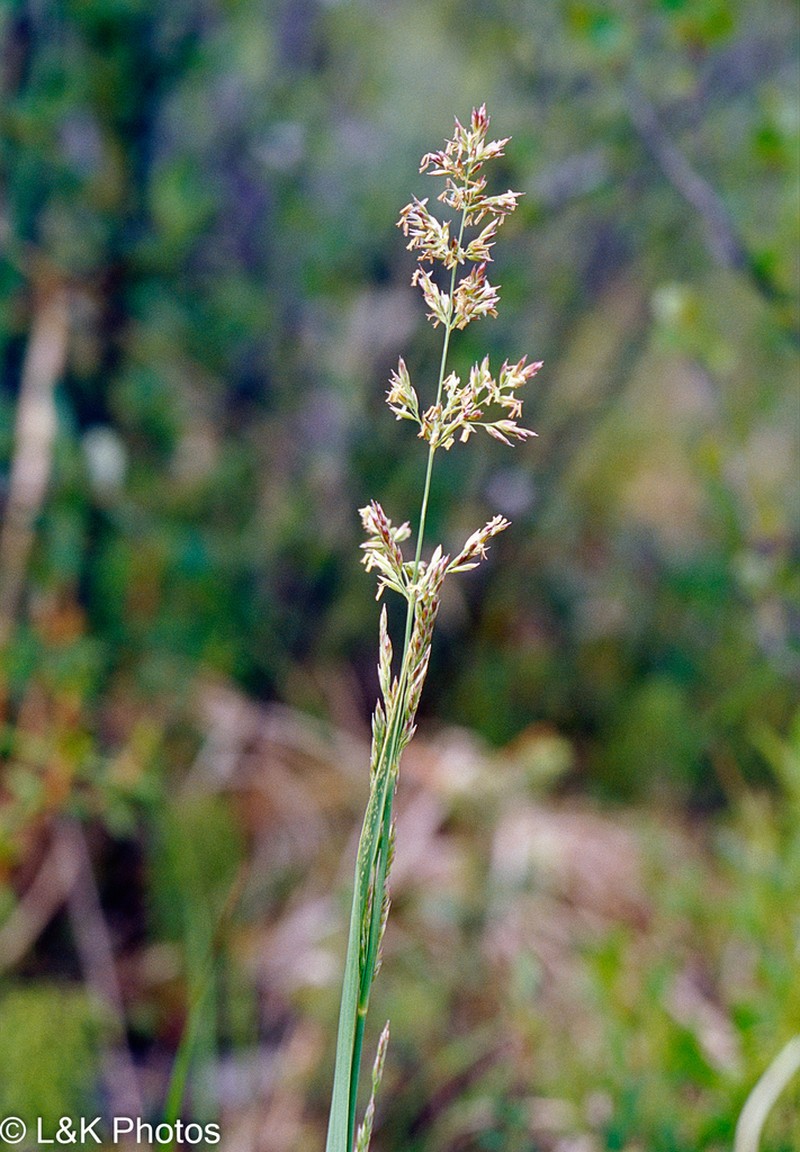 Arctagrostis arundinacea photo 6