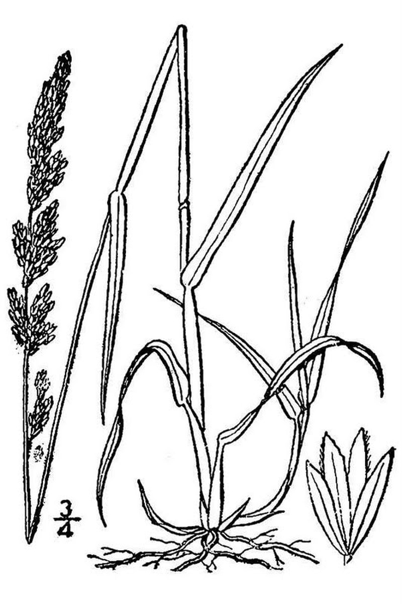 Wideleaf Polargrass