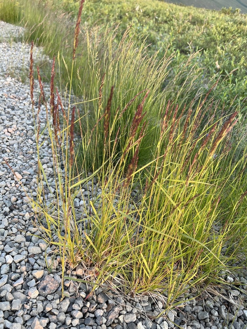 Wideleaf Polargrass photo 2
