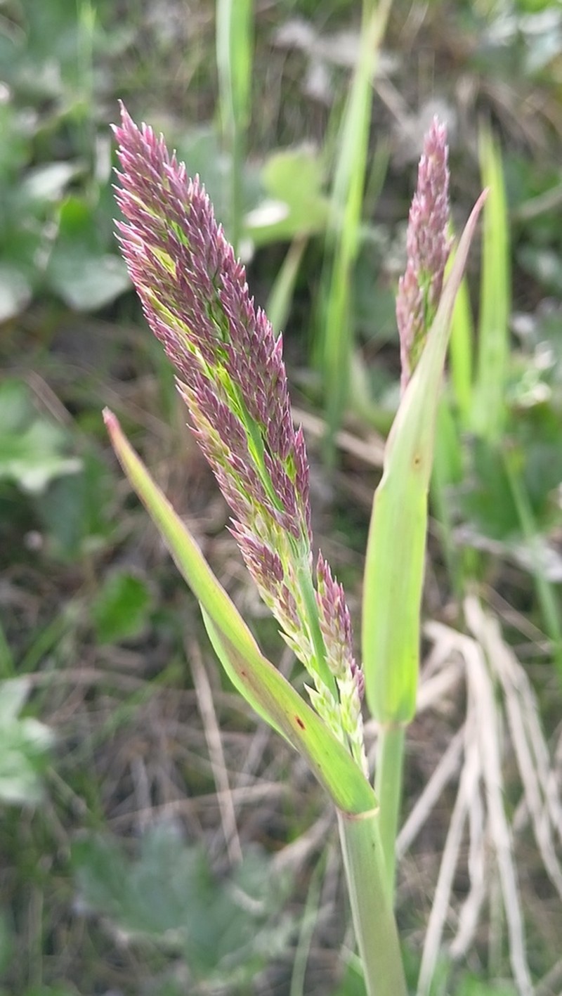 Wideleaf Polargrass photo 3