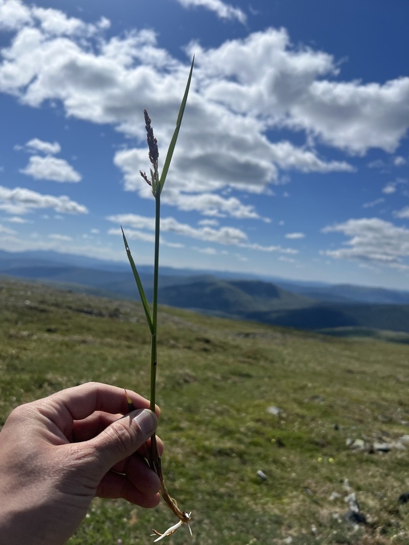 Wideleaf Polargrass photo 4