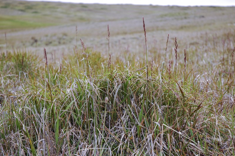 Wideleaf Polargrass photo 5