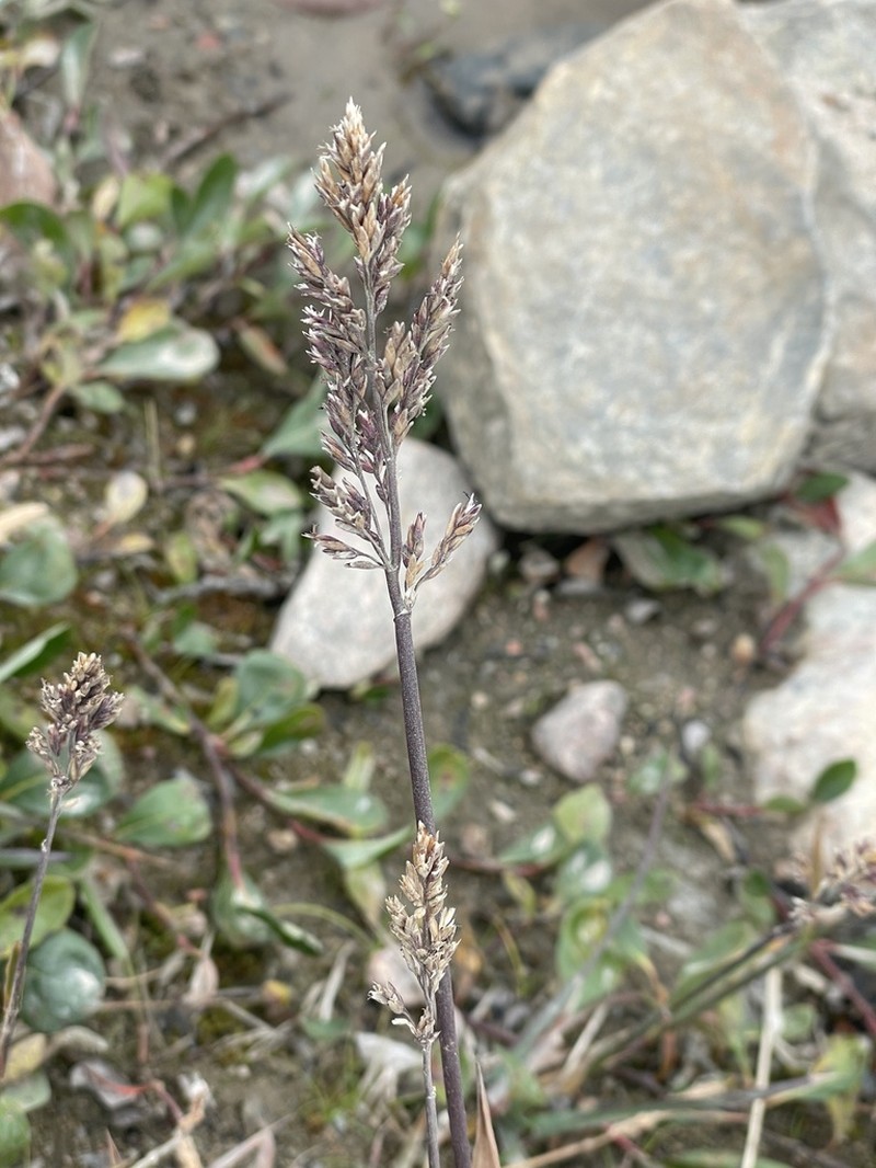Wideleaf Polargrass photo 6