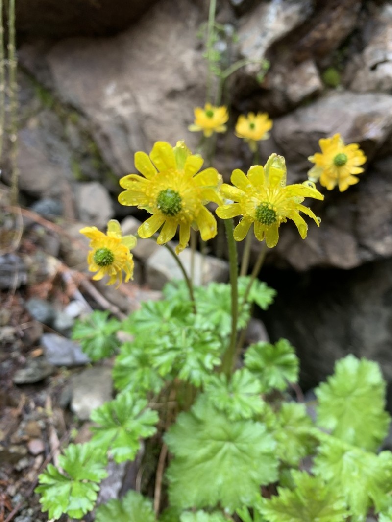 Cooley's False Buttercup