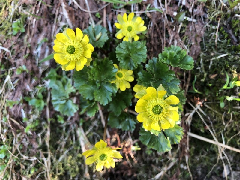 Cooley's False Buttercup photo 2