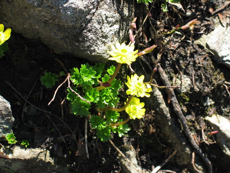 Cooley's False Buttercup photo 3