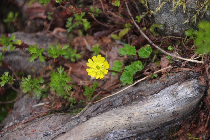 Cooley's False Buttercup photo 4