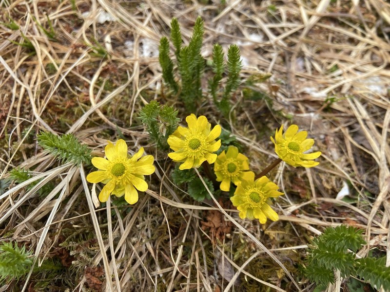 Cooley's False Buttercup photo 5