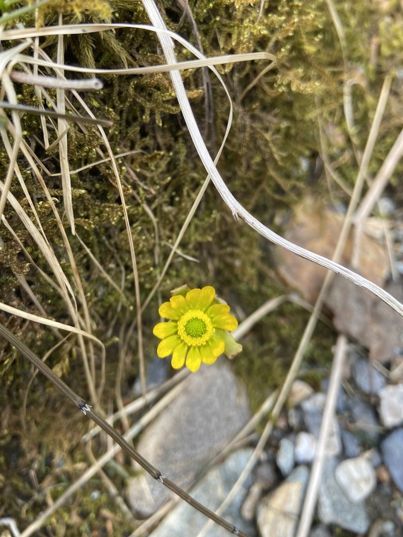 Cooley's False Buttercup photo 6