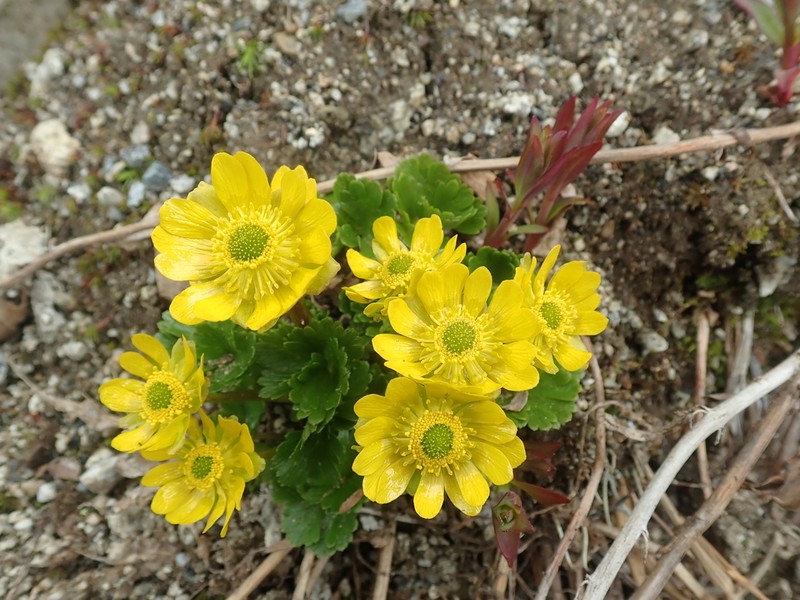 Cooley's False Buttercup photo 7