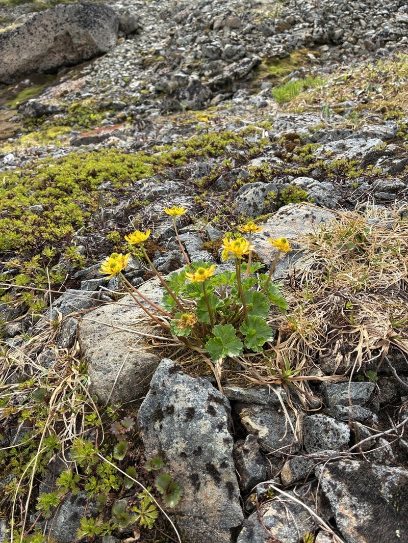 Cooley's False Buttercup photo 8