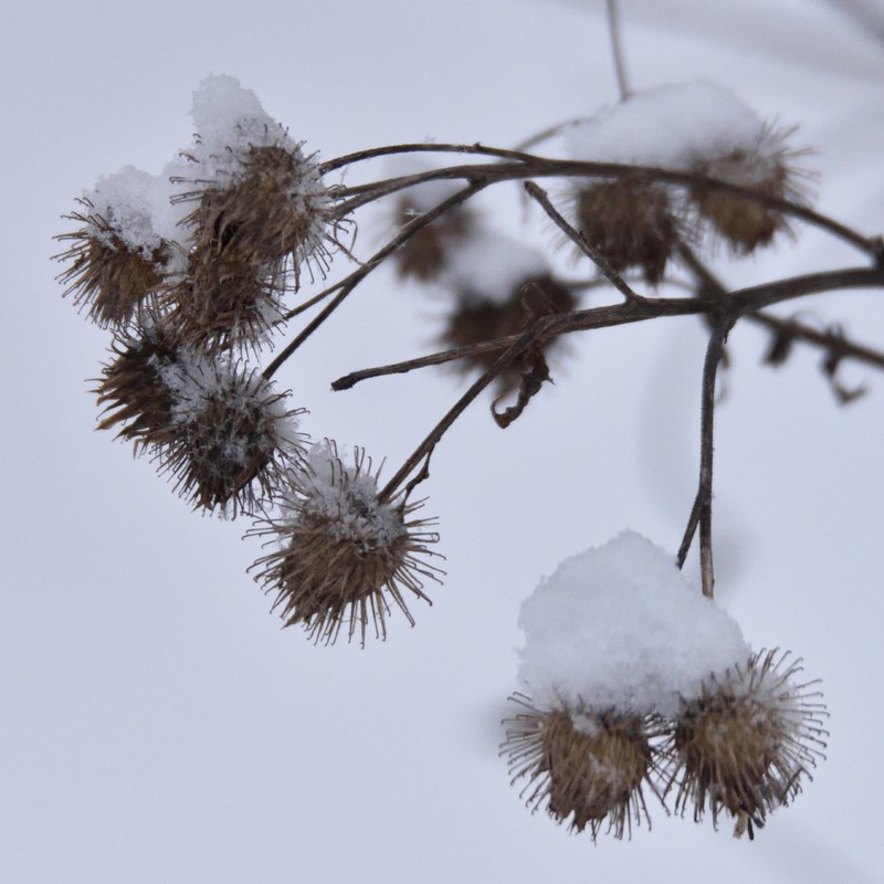 Burrdock