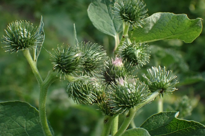 Burrdock photo 2