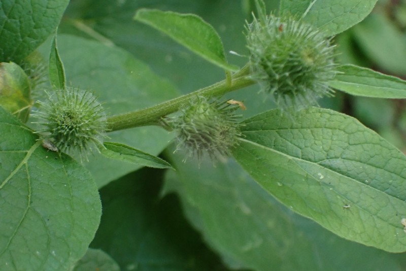 Burrdock photo 3