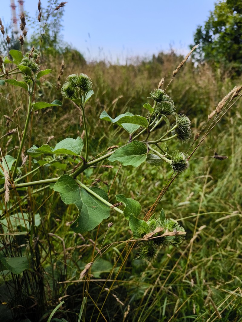 Burrdock photo 4