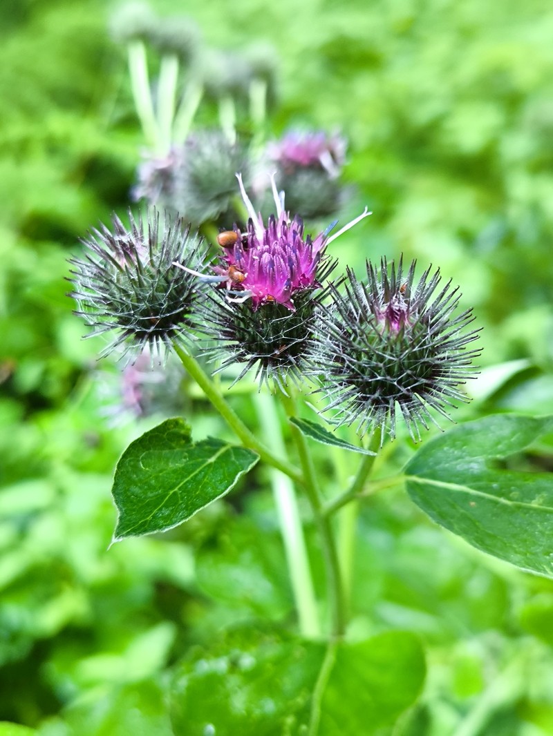 Burrdock photo 5