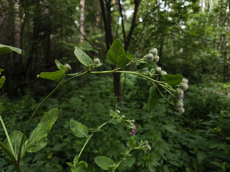 Burrdock photo 6