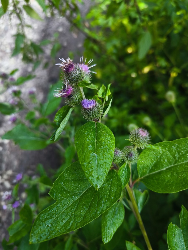 Burrdock photo 7
