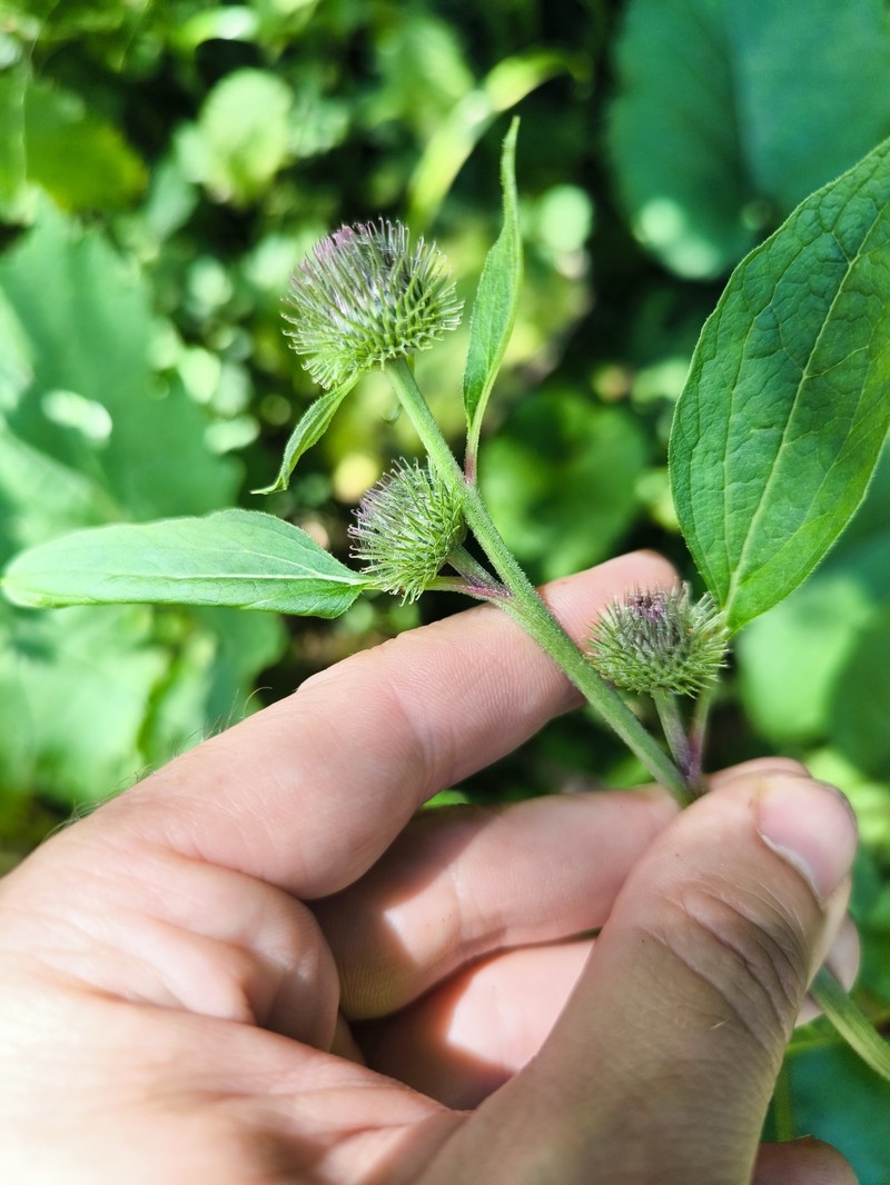 Burrdock photo 8