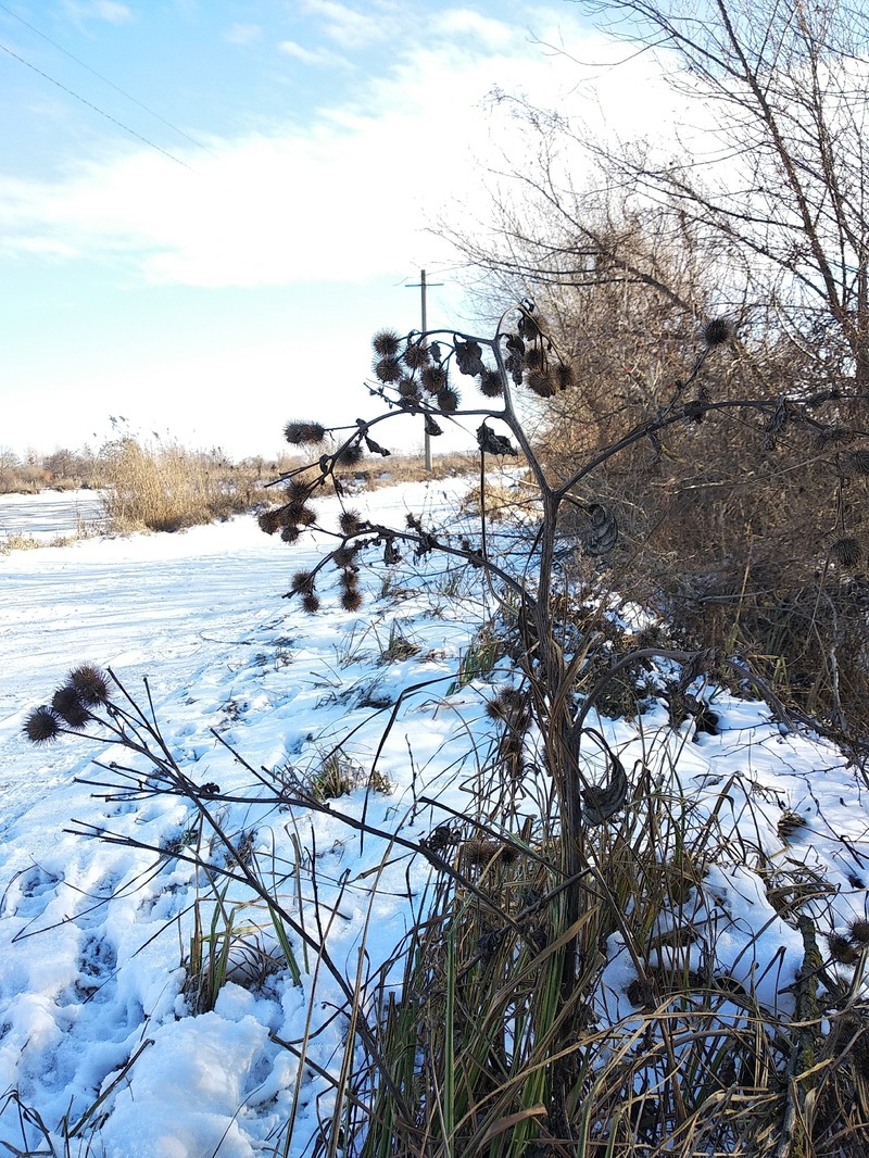 Burrdock