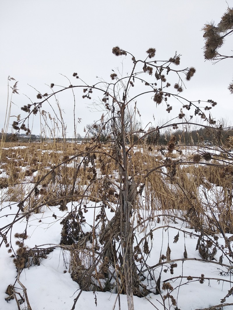 Burrdock photo 2