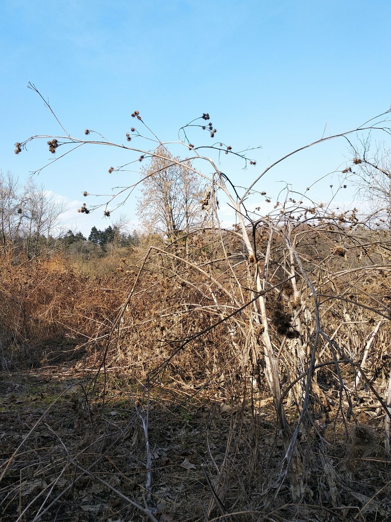 Burrdock photo 3