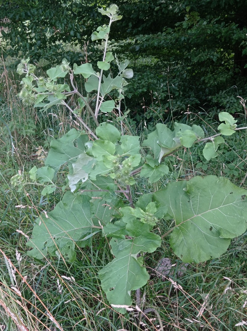 Burrdock photo 4