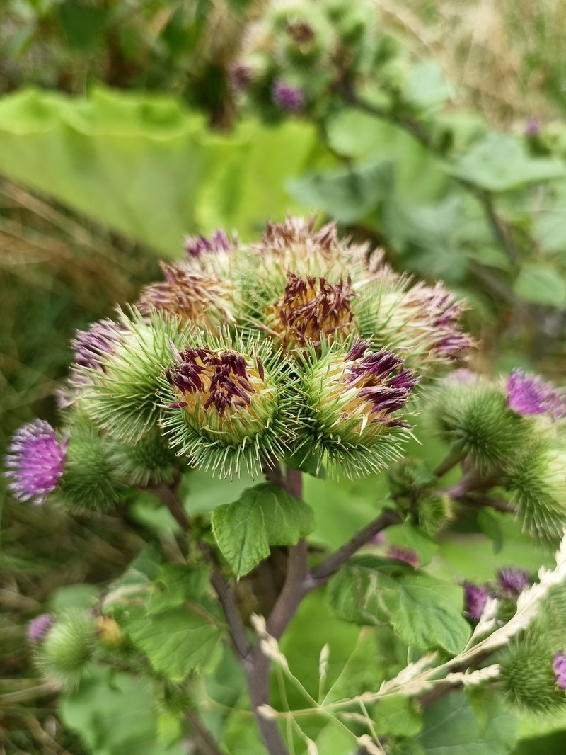 Burrdock photo 5