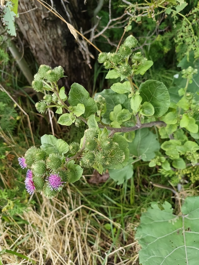 Burrdock photo 6