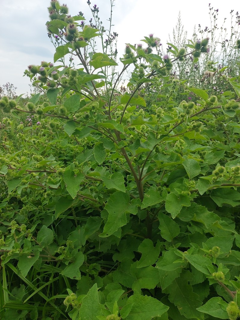 Burrdock photo 7