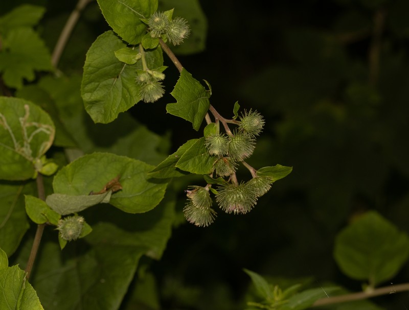 Burrdock photo 8