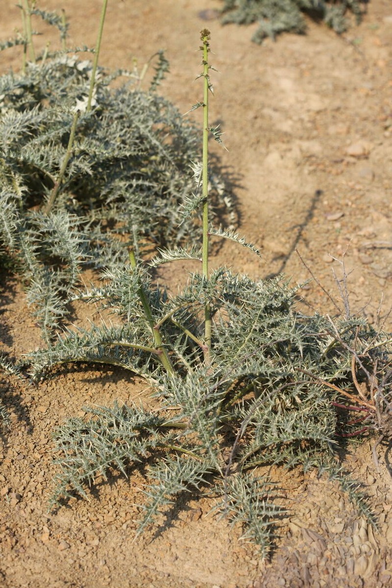 Arctium abolinii