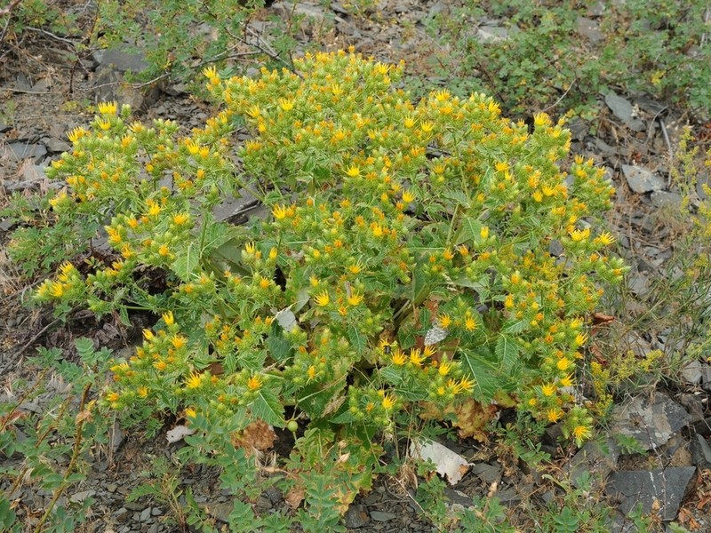 Arctium alberti