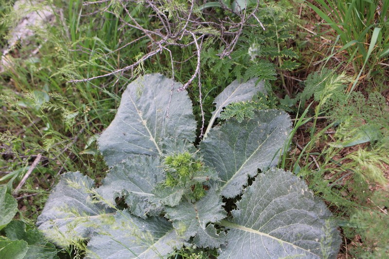 Arctium alberti photo 3
