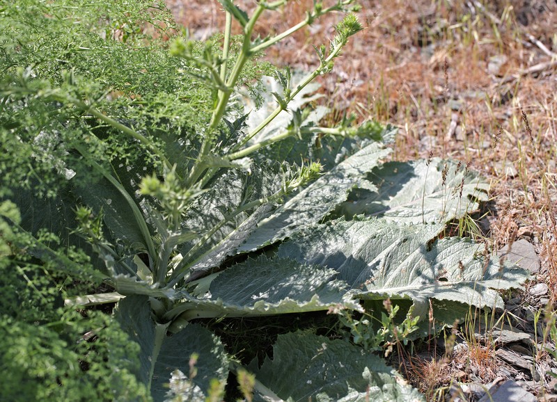 Arctium alberti photo 6