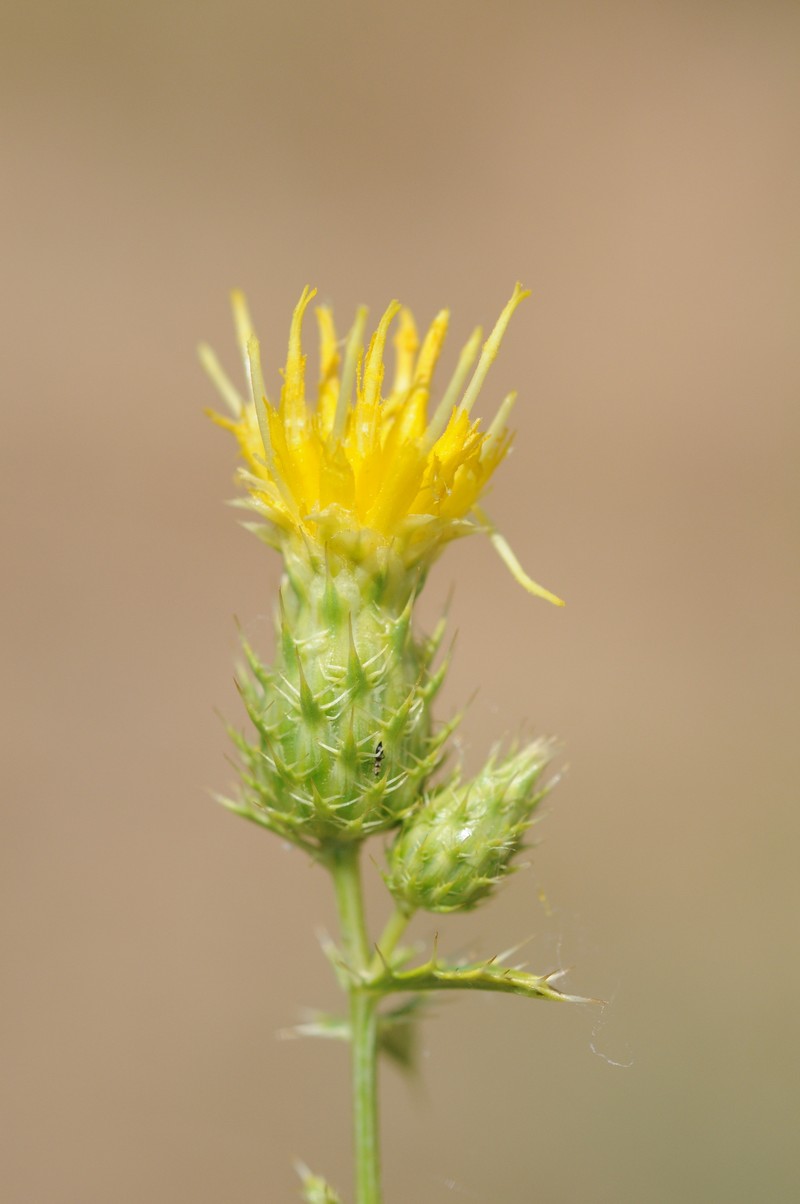 Arctium alberti photo 8