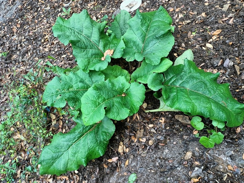 Arctium atlanticum