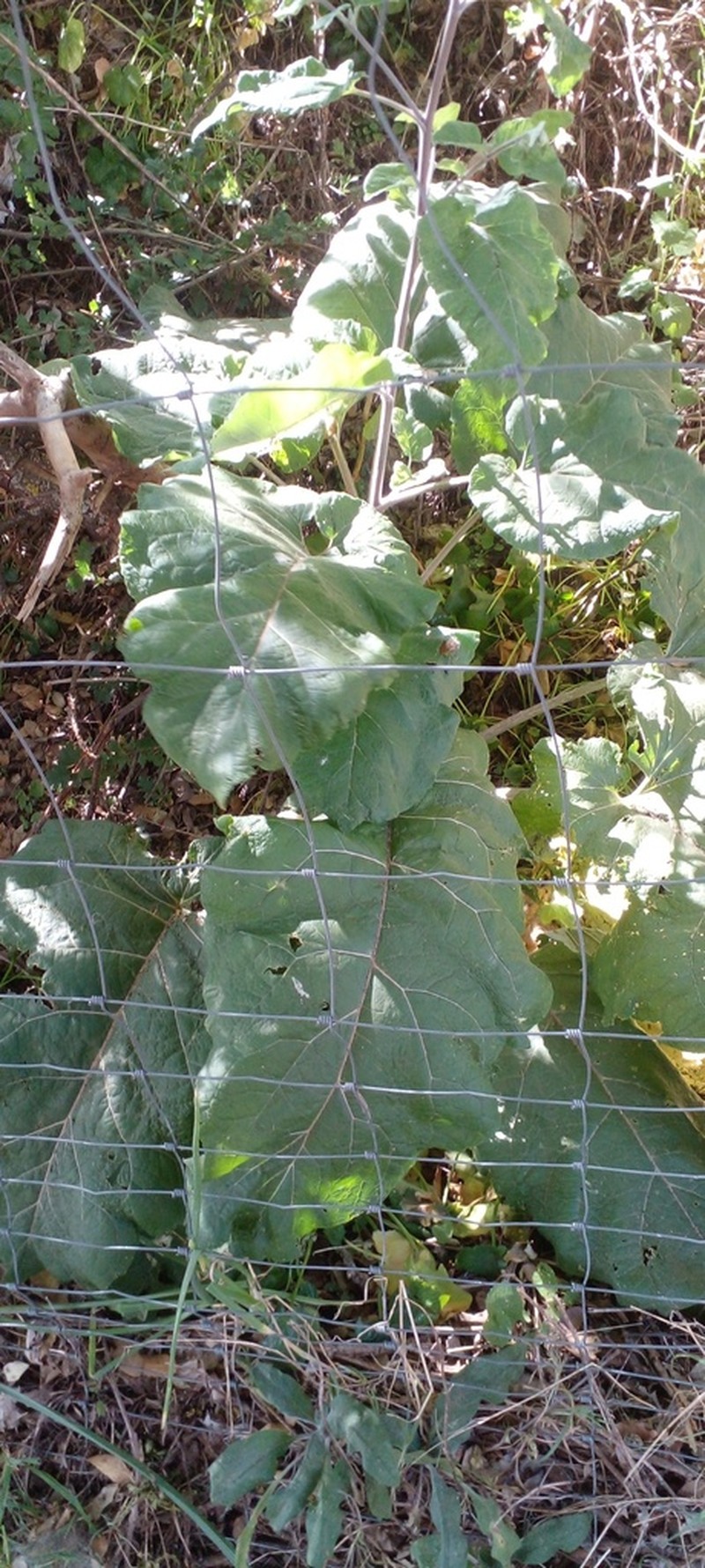 Arctium atlanticum photo 2