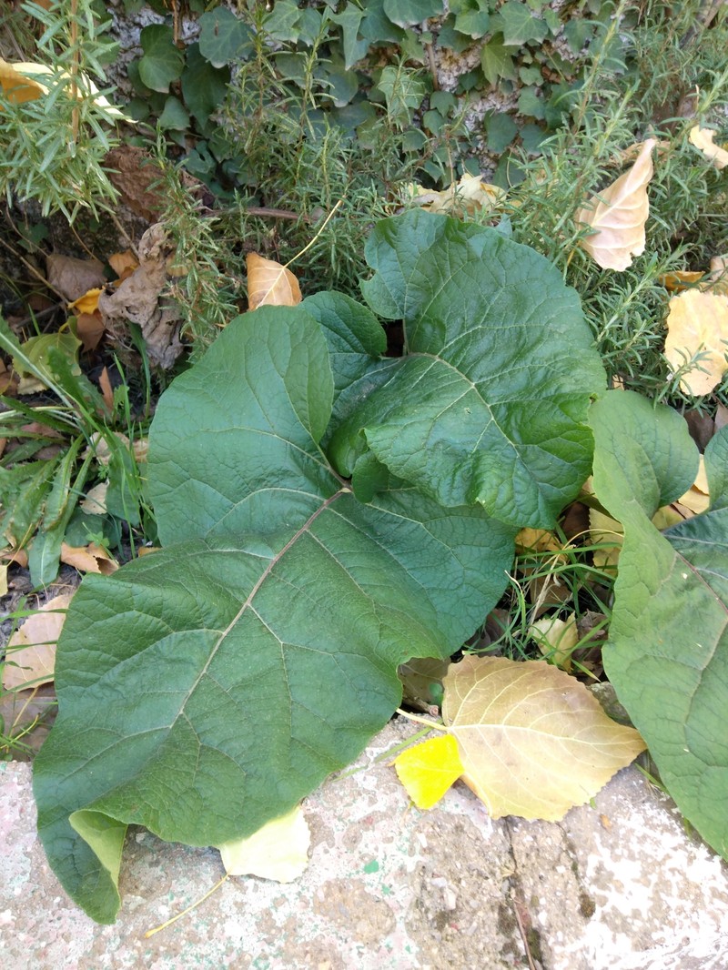 Arctium atlanticum photo 4
