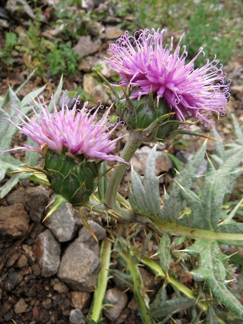 Arctium echinopifolium