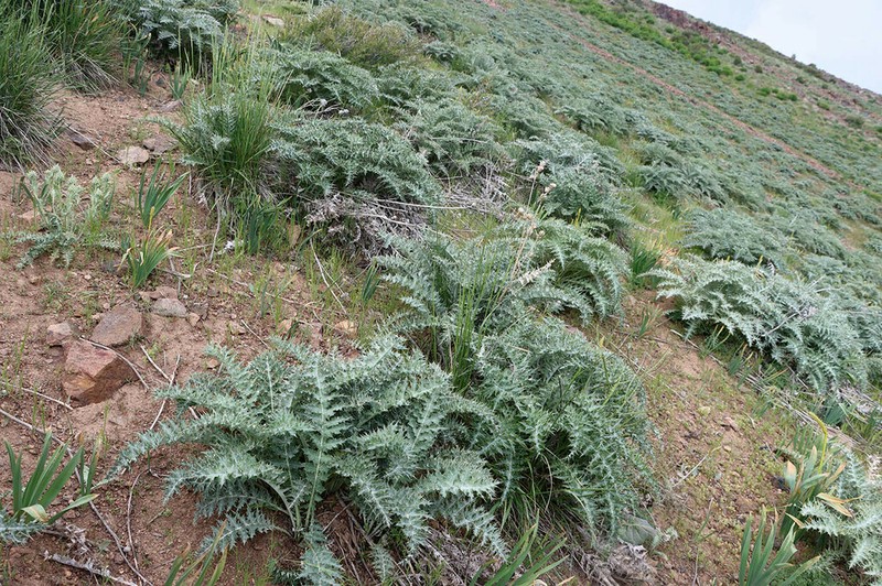 Arctium egregium
