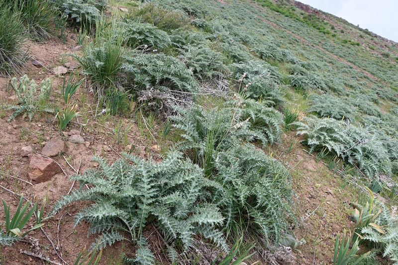 Arctium egregium photo 2