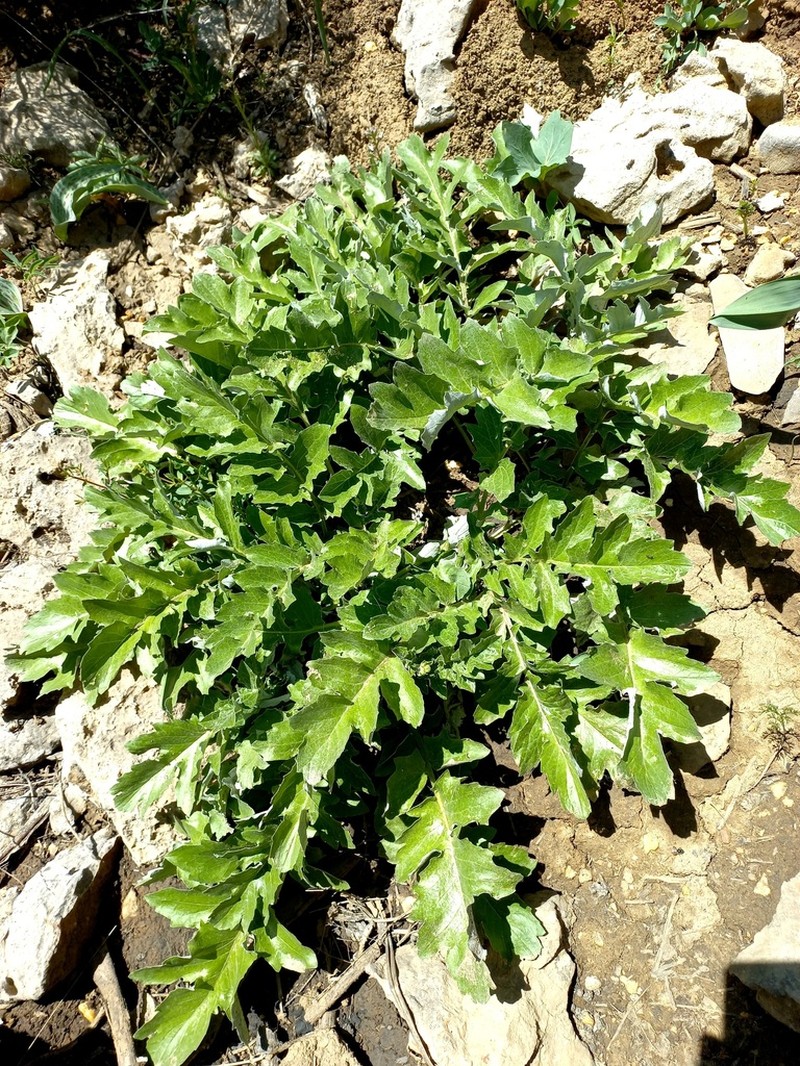 Arctium grandifolium photo 2