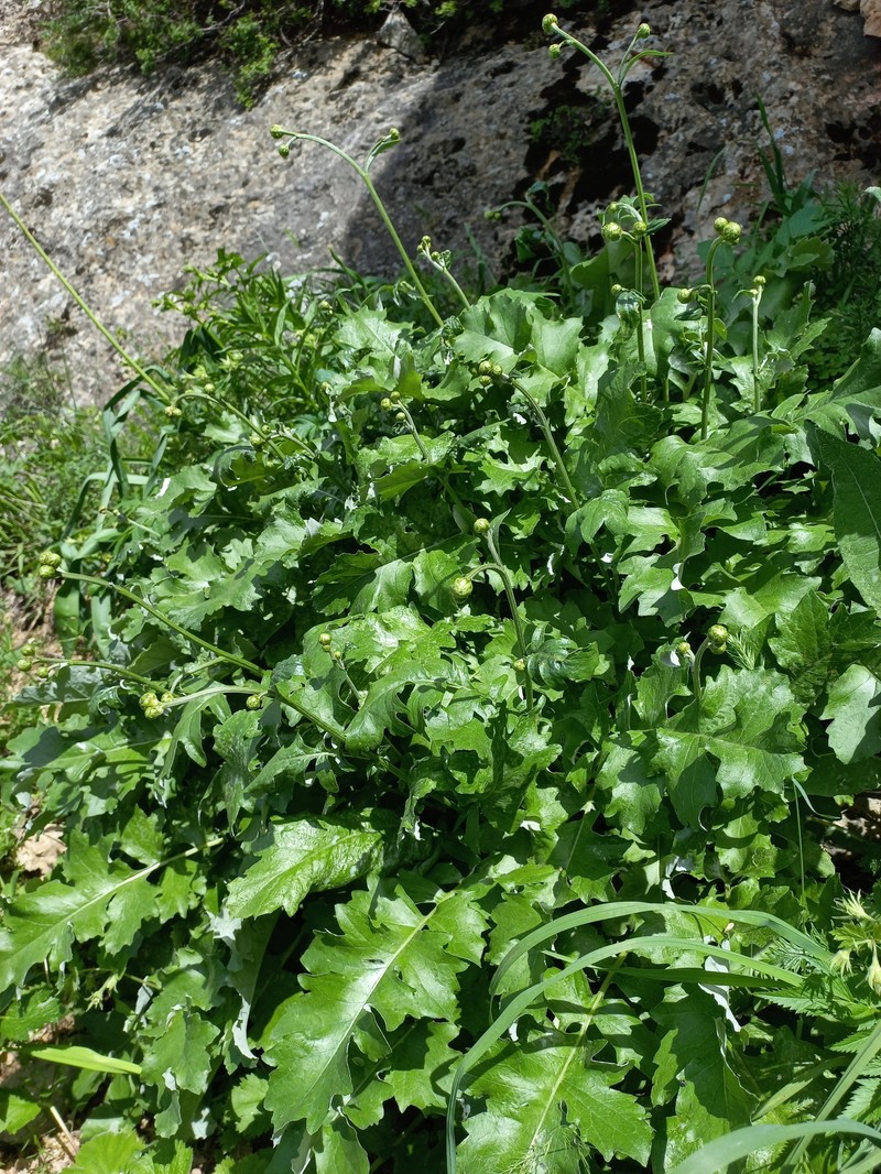 Arctium grandifolium photo 4